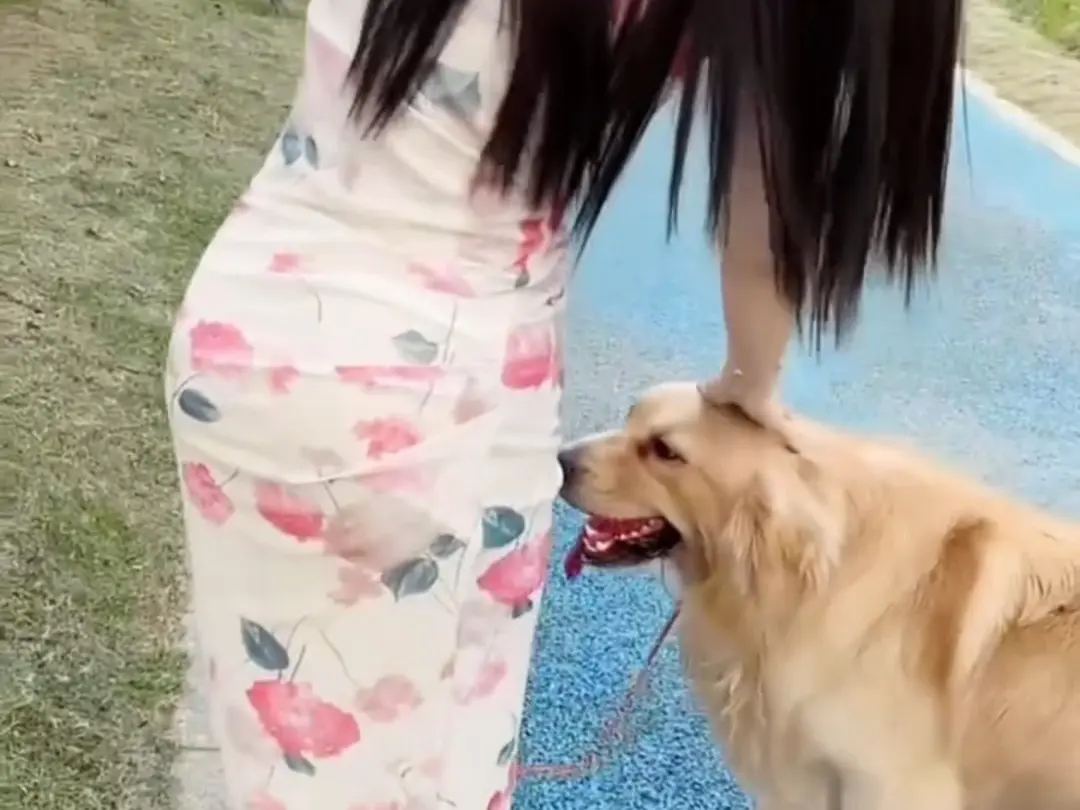 免费在线观看《抖音香香公主与爱犬》爱犬金毛科普视频，流畅不卡顿，抖音香香公主与爱犬直播回放网盘资源无广告提取！